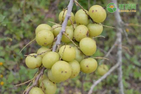余甘果种植几年结果？余甘果和橄榄有什么区别？