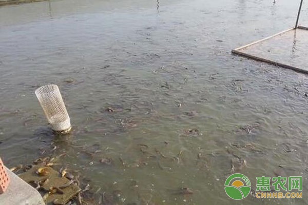 真泥鳅苗产地在哪？有哪些特点？