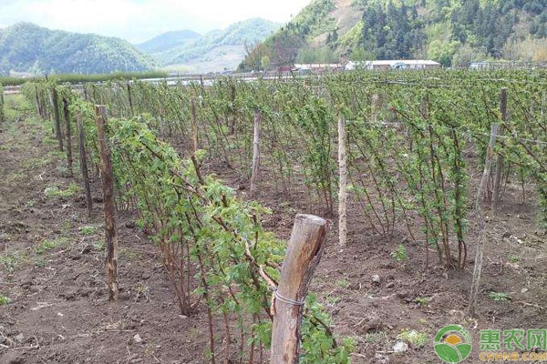 树莓是什么季节的水果？产地主要在哪个省？