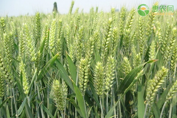 春小麦适合种植区域在哪？播种和收割时间是什么时候？