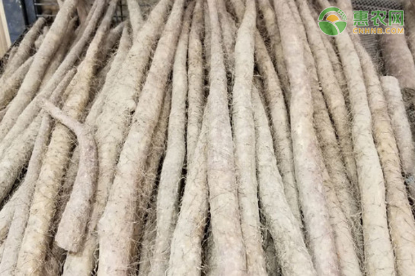 山药的品种有哪些？如何挑选山药？