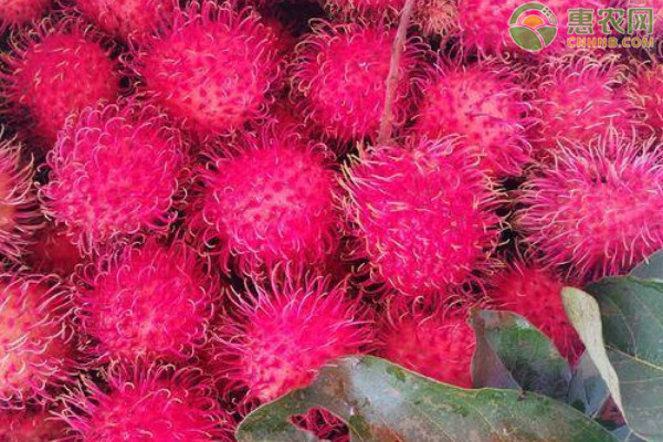 红毛丹成熟的季节是几月？国内主产地在哪？