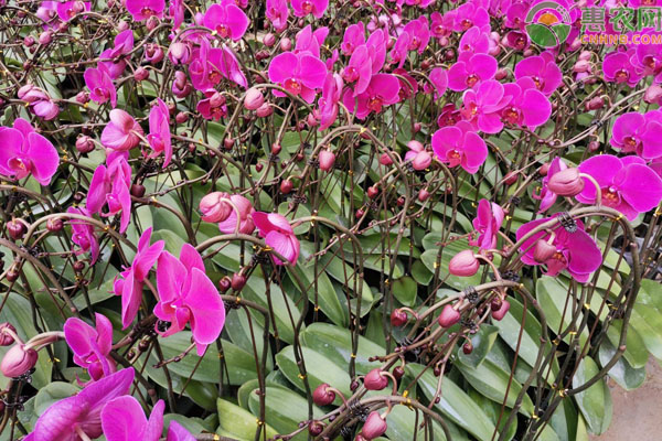 春节前后开花的兰花品种有哪些？