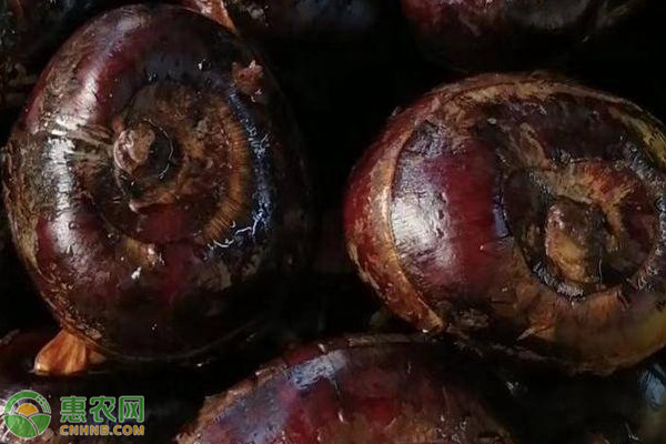 我国哪里产的马蹄最好吃最有名？
