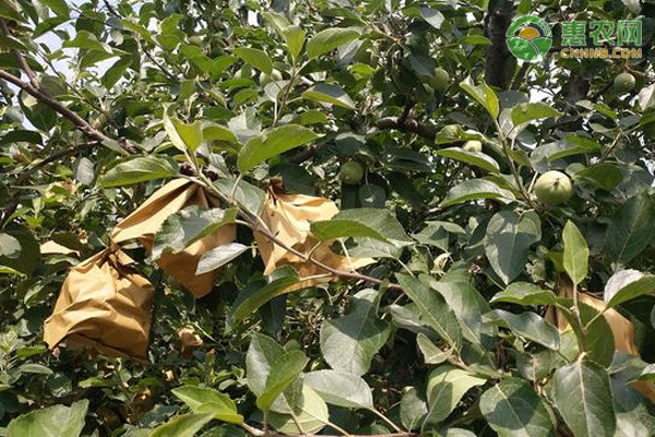 苹果套袋有什么作用？套袋时应该注意什么？