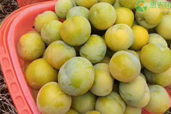 湖南种什么李子最好？