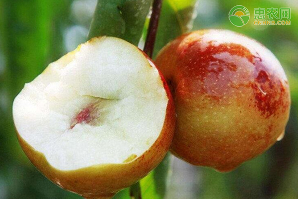 大荔冬枣什么时候成熟？多少钱一斤？