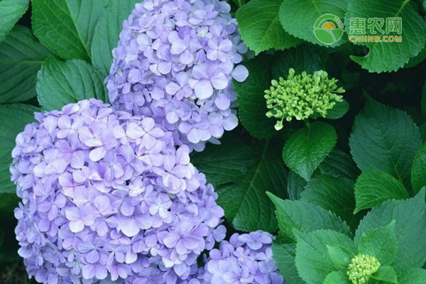 春季种什么花比较好活？