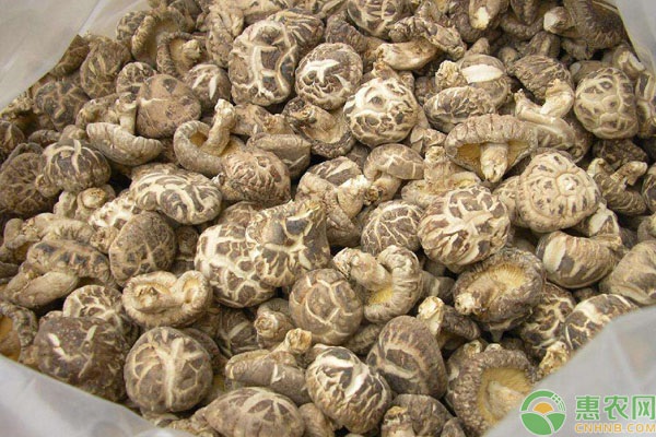 盘点国内有名的香菇产地