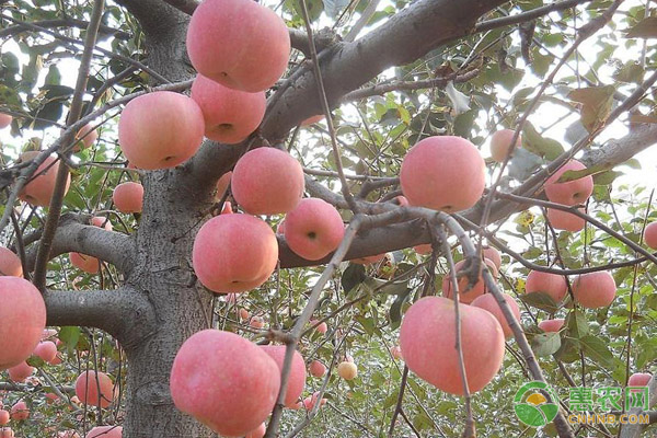 9月份成熟的苹果品种有哪些？