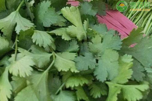 我国哪些地方产的香菜最好？