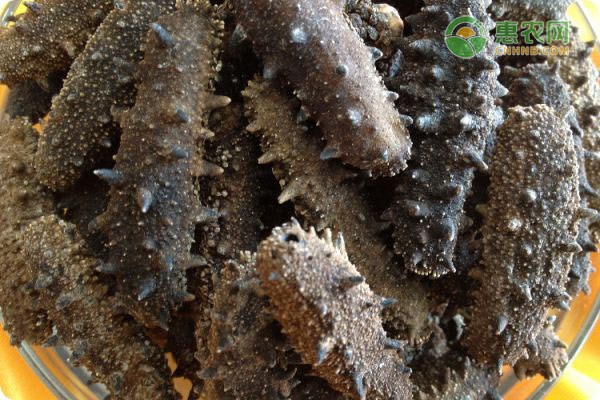 海参的好坏如何鉴别？劣质海参有何特征？