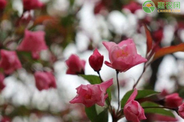 什么是龙头节？这一天为什么要剪头？