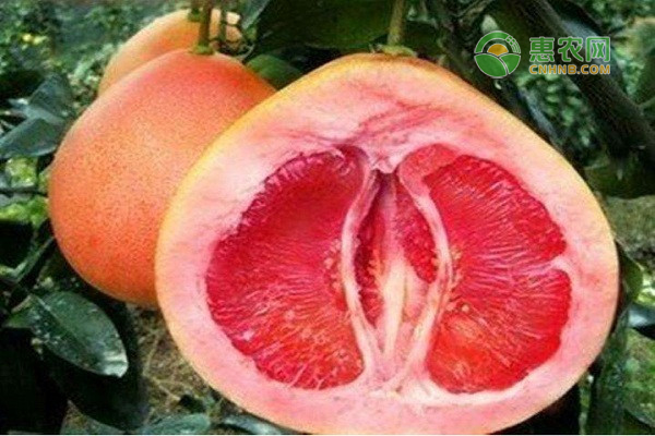 红心柚为什么是苦的？红心柚与西柚有何区别？