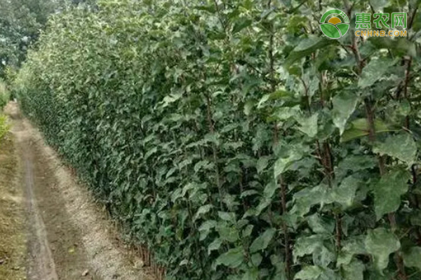 假苗鉴别最简单方法，如何买苗才安全？
