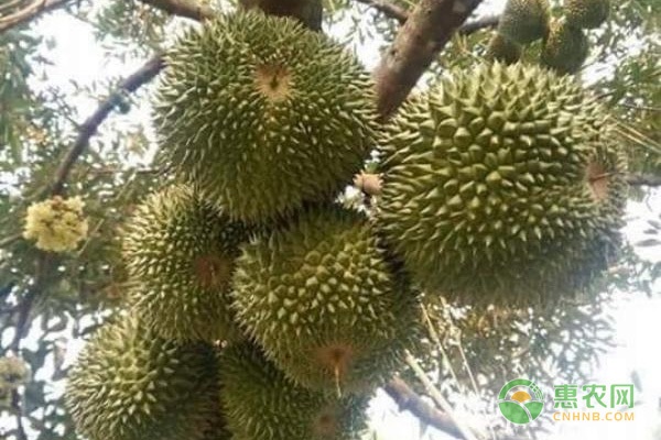 中国哪里产榴莲最多？适合种什么榴莲品种？