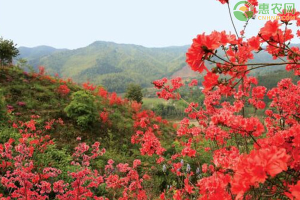 杜鹃花和映山红有什么区别？映山红适合种植在室内吗？