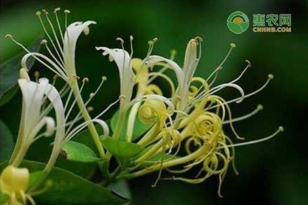 我国金银花产地主要分布在哪？金银花和山银花有什么区别
