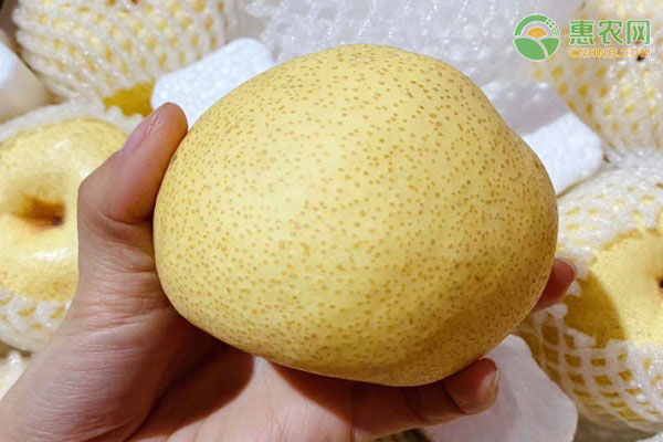皇冠梨产地在哪？皇冠梨要怎么挑选？