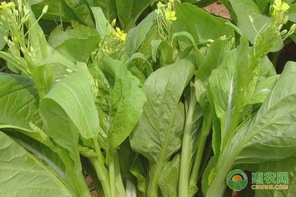 菜心好吃的品种有哪些？