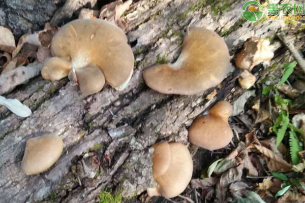 元蘑和榛蘑哪个好吃？有何不同？