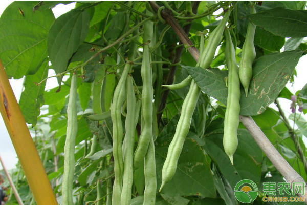 豆角和四季豆的区别是什么？