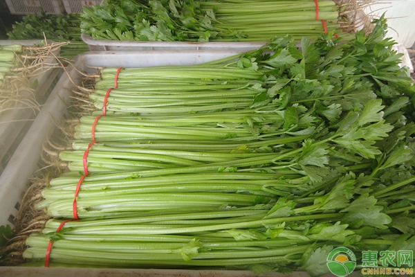 4月时令蔬菜品种有哪些？