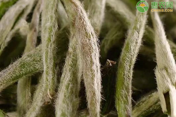 银针茶是哪里产的？