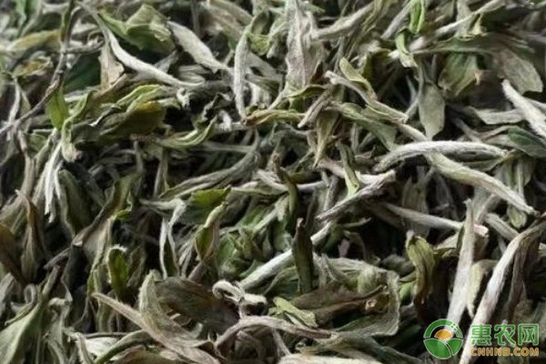 白牡丹茶和寿眉的区别是什么？