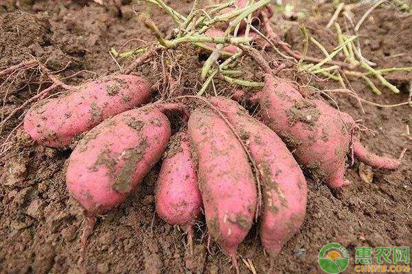 含糖量低的主食有哪些？