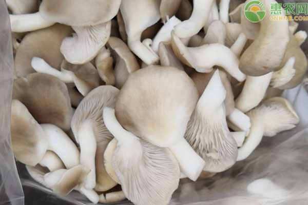 秀珍菇产地在哪里？和平菇有什么区别？