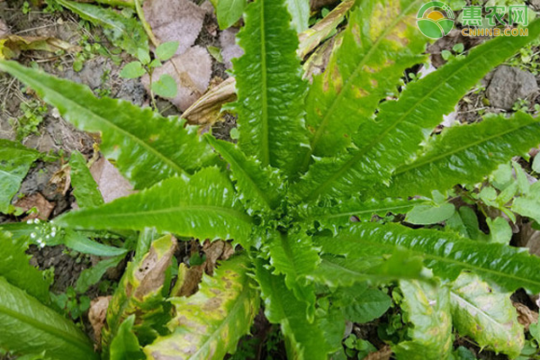 莴笋和油麦菜是一种菜吗？有什么区别？