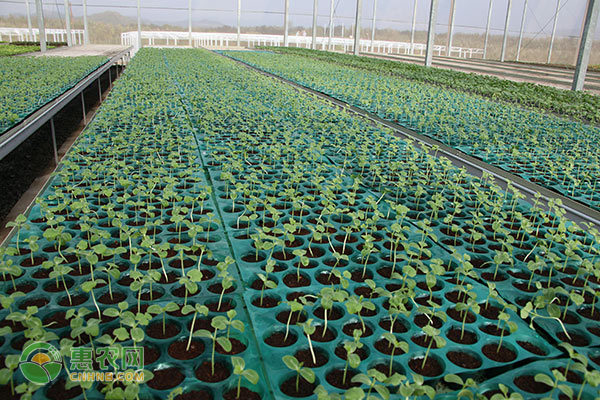 2022怎样发展种植业？