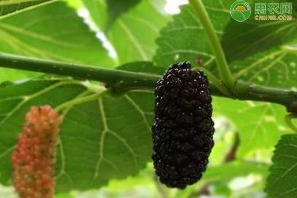 桑葚什么季节成熟？如何辨别桑葚的好坏？
