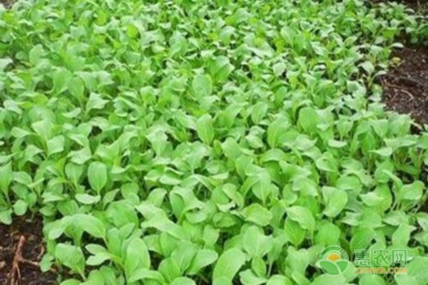 开春适合种什么蔬菜？