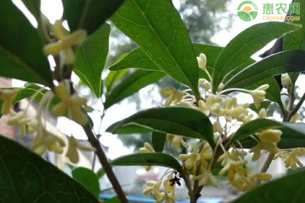 桂花金桂哪里产的？