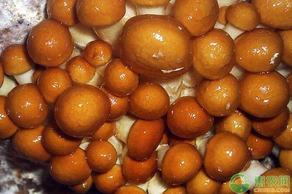 滑子菇产地在哪？滑子菇和茶树菇有什么区别？