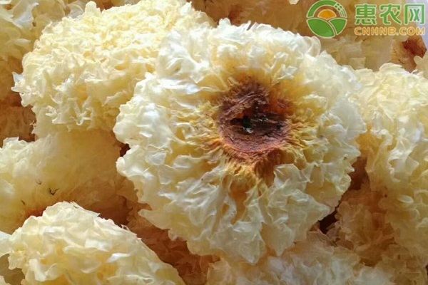 丑耳和银耳的区别是什么？怎么挑选？