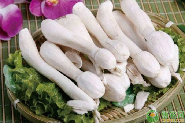 鸡腿菇的产地在哪？怎么做比较好吃？