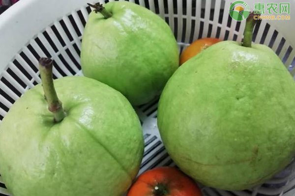 番石榴什么季节成熟？石榴和番石榴有哪些区别？