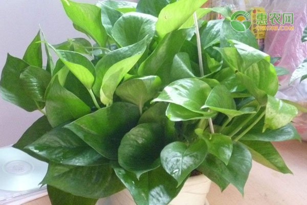 哪种植物适合养在室内？