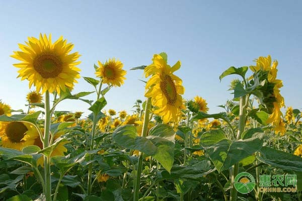 立夏前后农事安排一览