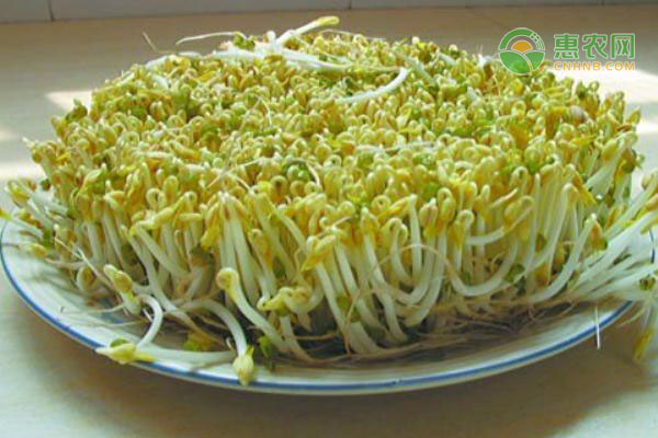 发芽的土豆和变绿的豆芽，哪种食物可以食用？