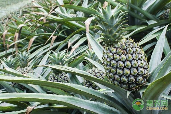 中国菠萝种植地域分布和国内主栽品种介绍
