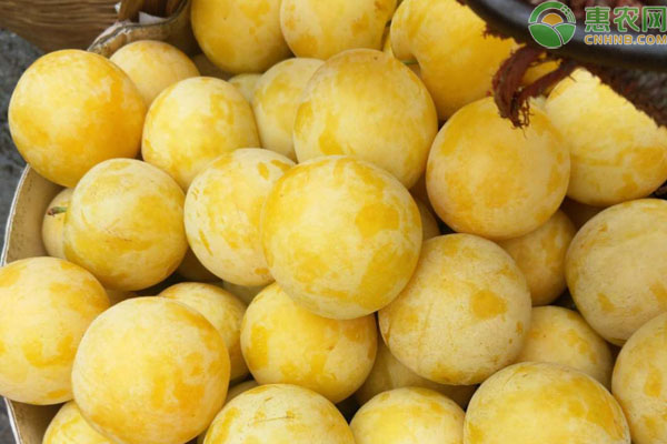 桃花李是什么品种？和蜂糖李的区别是什么？
