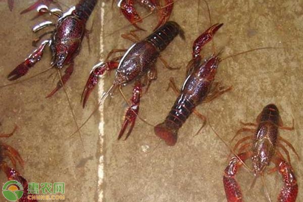 小龙虾头部里的黄是什么？可以吃吗？