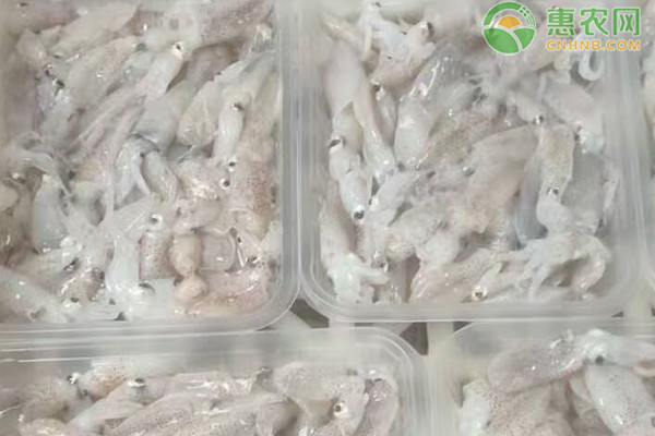 海兔和鱿鱼有什么区别？海兔怎么清洗？