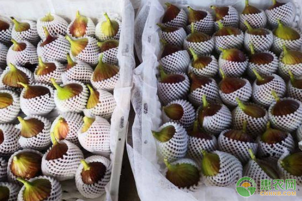国内无花果产地分布和常见品种介绍