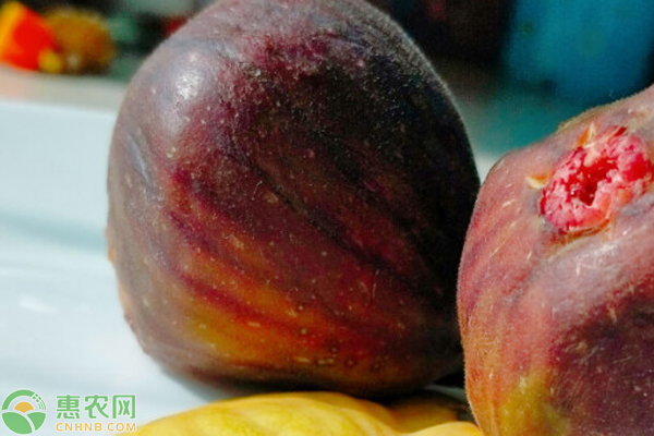 无花果几月份成熟？如何挑选？