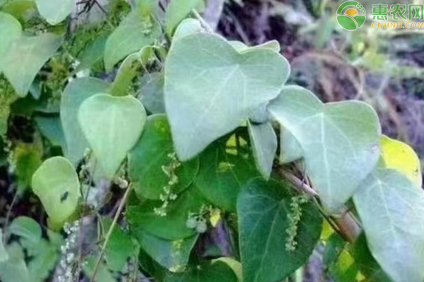 千金藤种植需要多久？